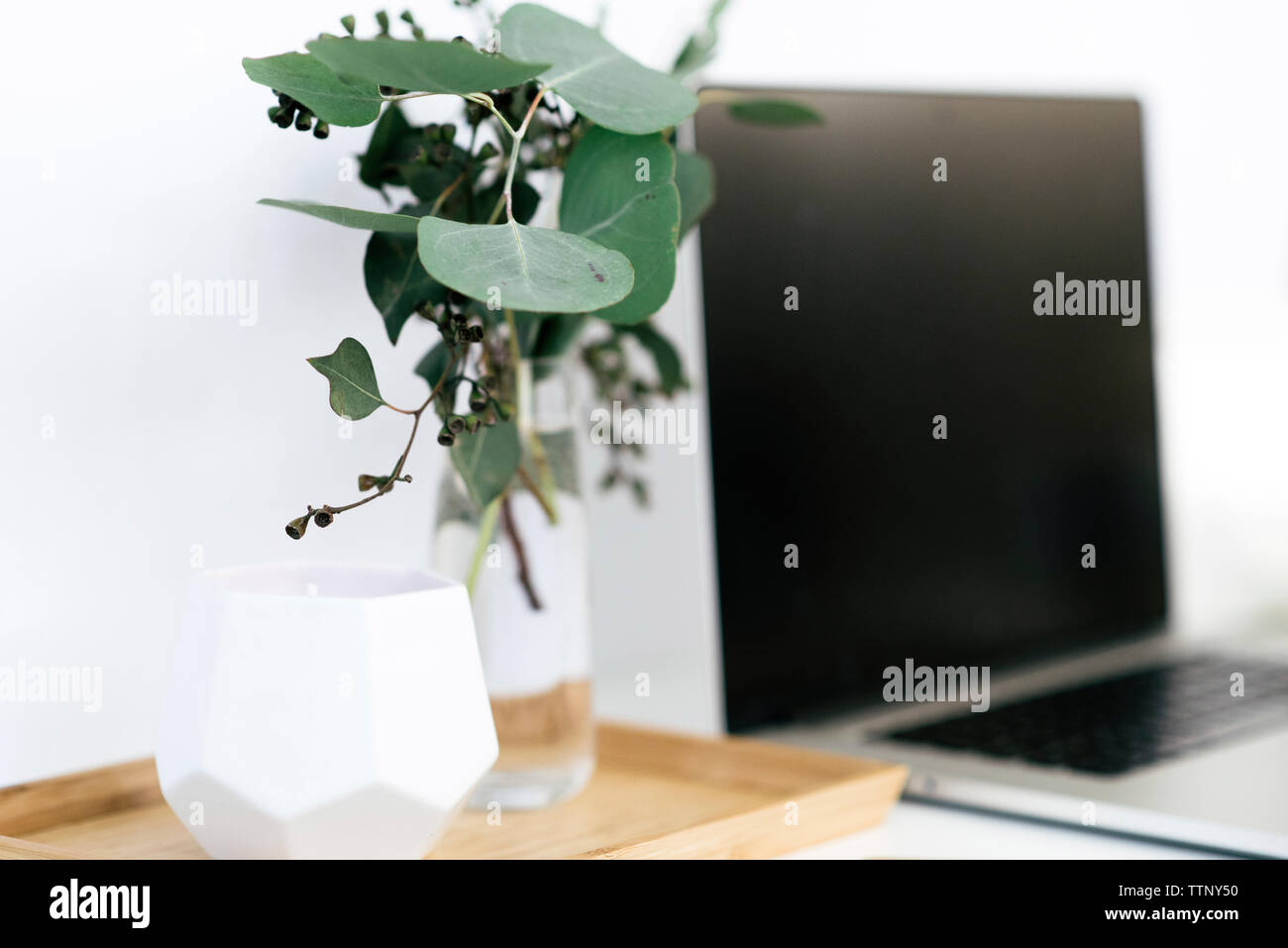 Close-up de rameaux d'eucalyptus par ordinateur portable sur 24 Banque D'Images