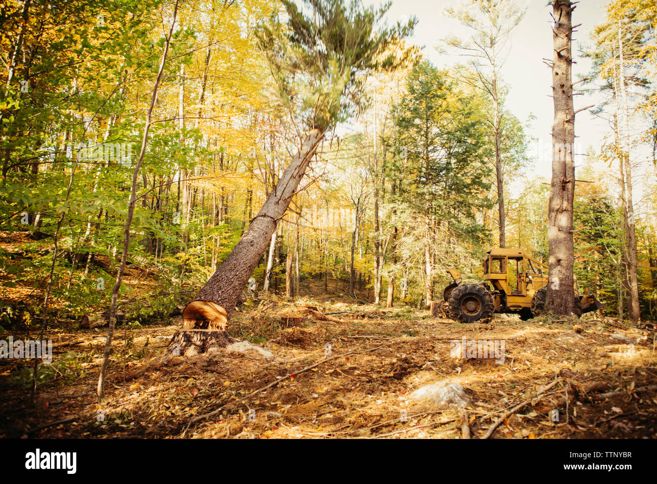 Véhicule de construction en forêt en automne Banque D'Images