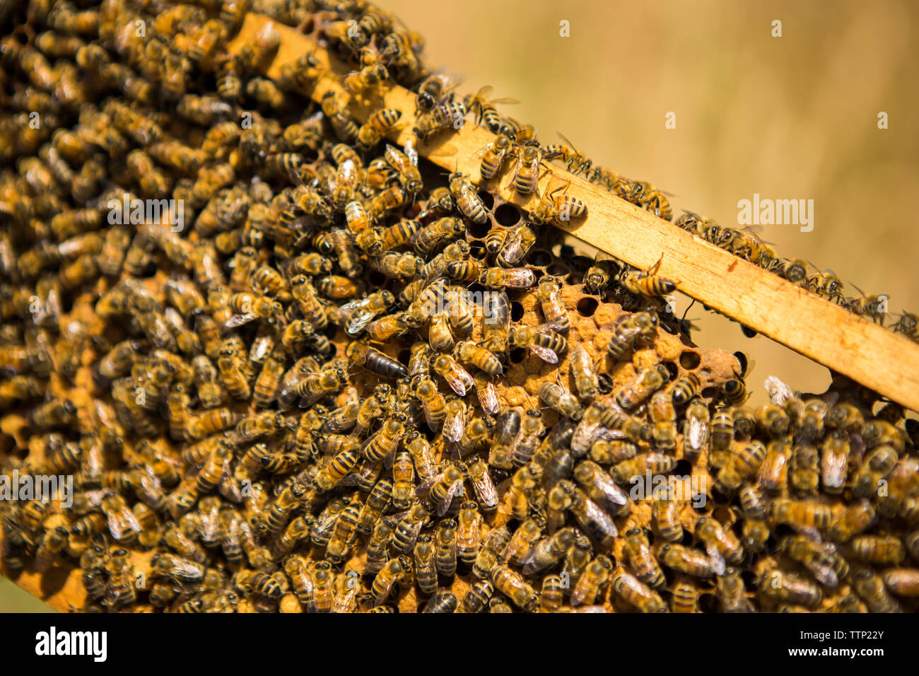 Close-up d'abeilles du miel sur châssis en ruche Banque D'Images