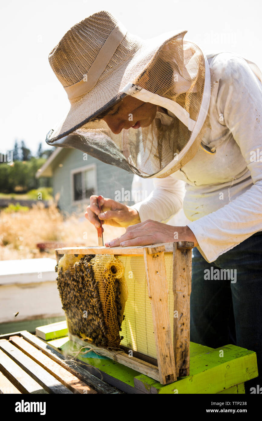 Dans la zone de travail de l'apiculteur femelle Banque D'Images