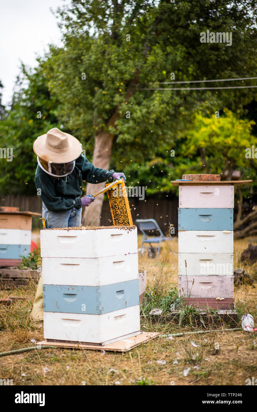 Au niveau de l'exploitation de travail de l'apiculteur femelle Banque D'Images