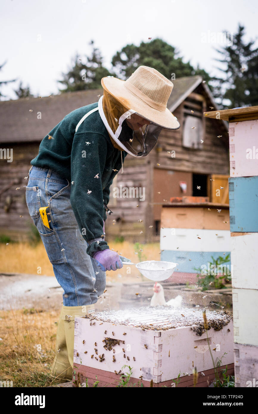 L'apiculteur femelle à l'aide de tamis tout en travaillant à la ferme Banque D'Images