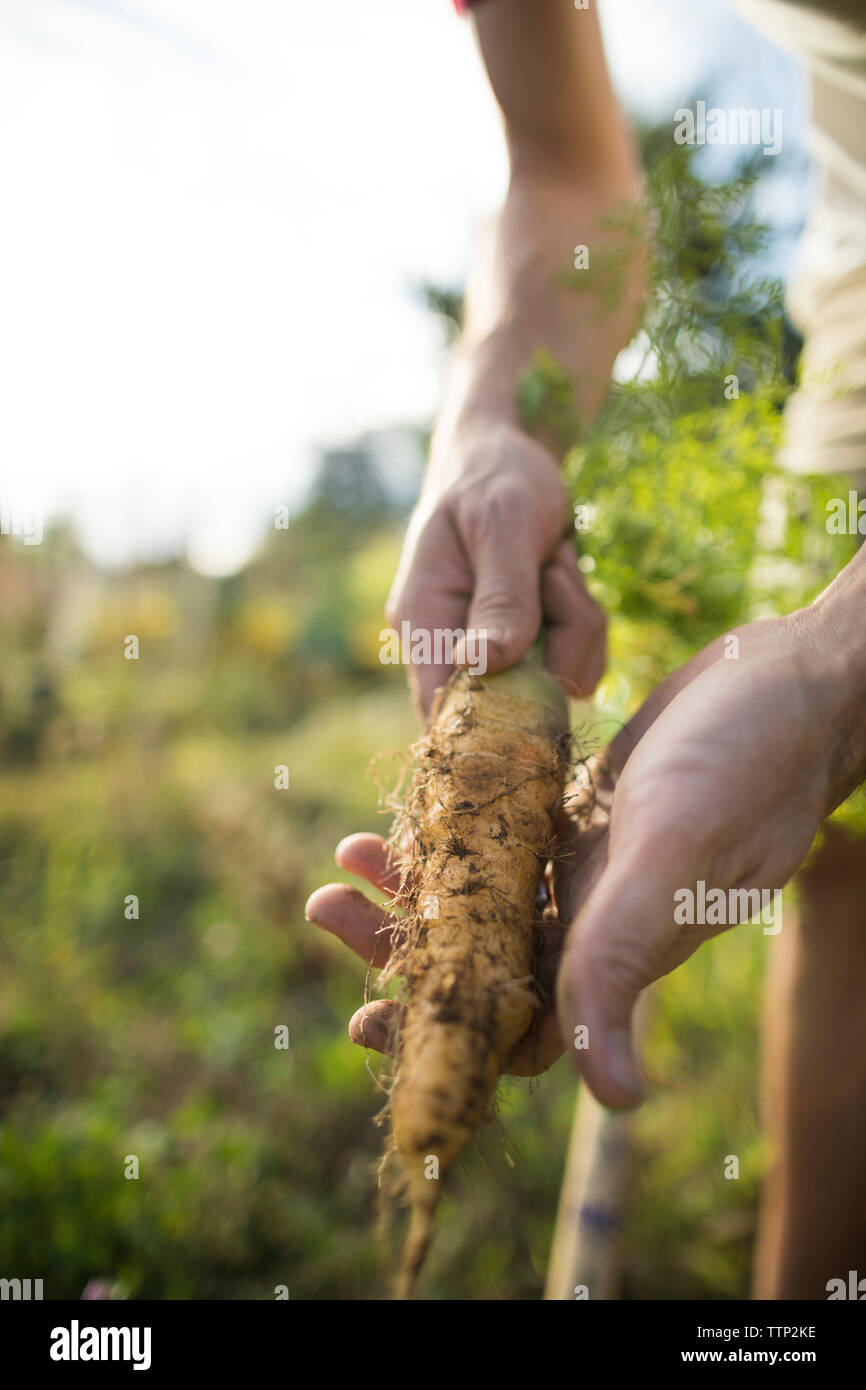 Portrait de mains tout en se tenant à la carotte jardin communautaire Banque D'Images