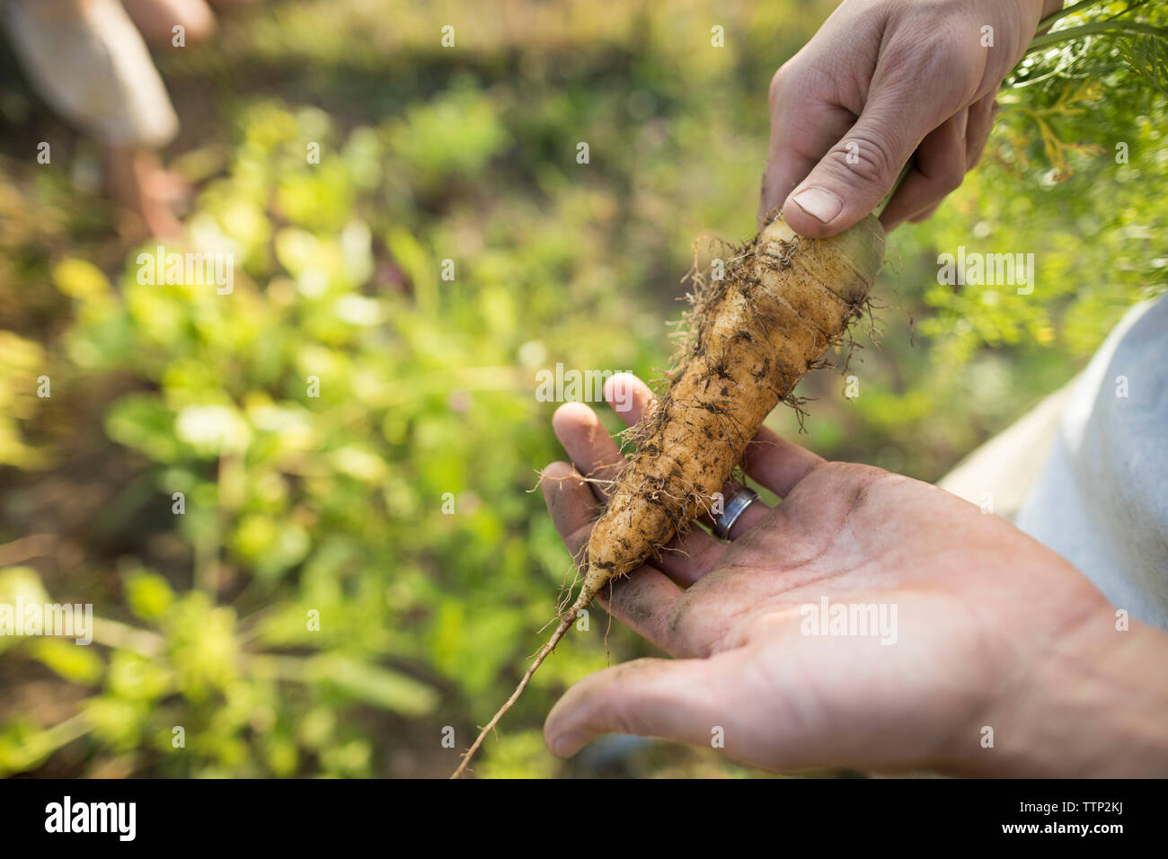 Les mains coupées de l'homme tenue à carotte jardin communautaire Banque D'Images