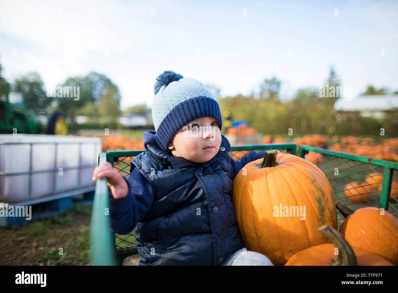 Cute Baby Boy with Pumpkins assis dans le panier contre ciel à farm Banque D'Images