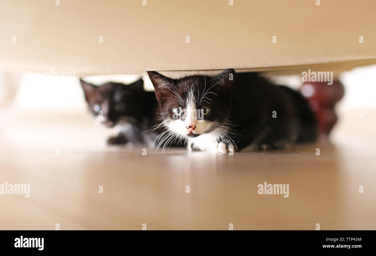 La table de mignons petits chats sous Banque D'Images