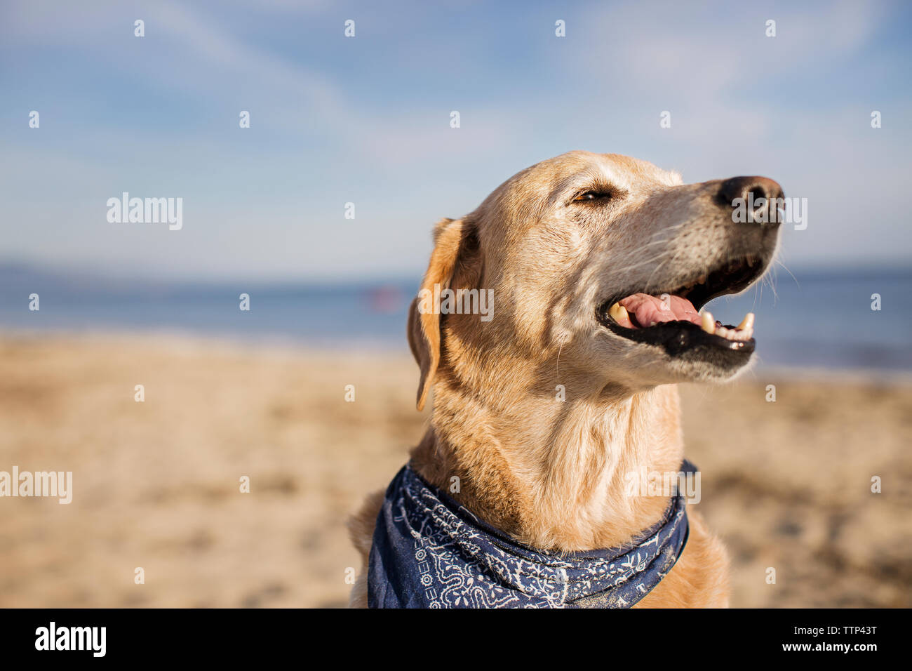 Labrador Retriever à la route tout en se tenant à jour ensoleillé sur la plage Banque D'Images