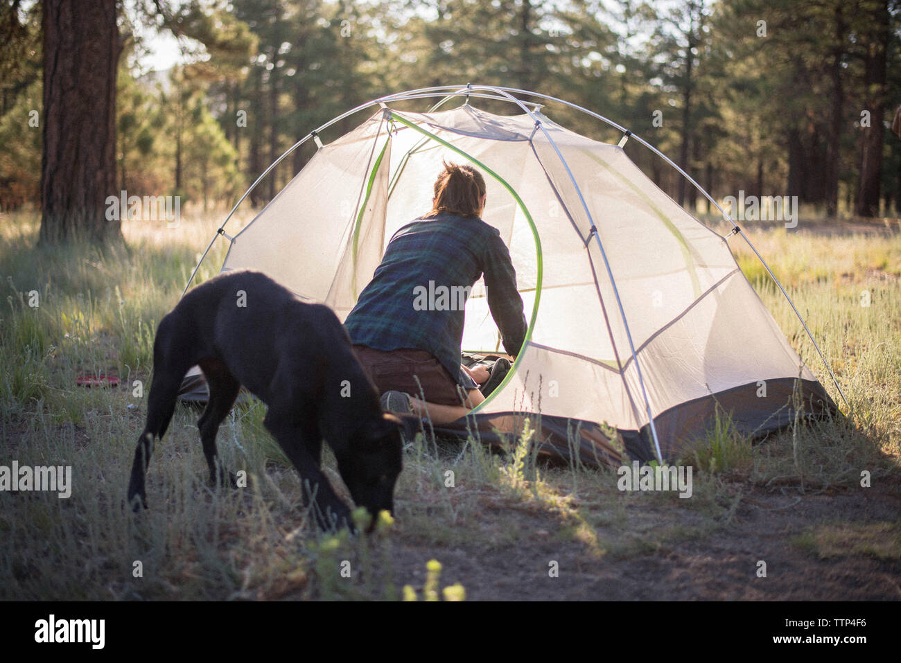 Vue arrière de la recherche femme en tente tout en promenade de chiens sur terrain à forest Banque D'Images