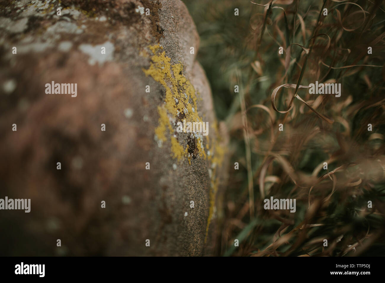 La croissance des lichens sur rock à forest Banque D'Images