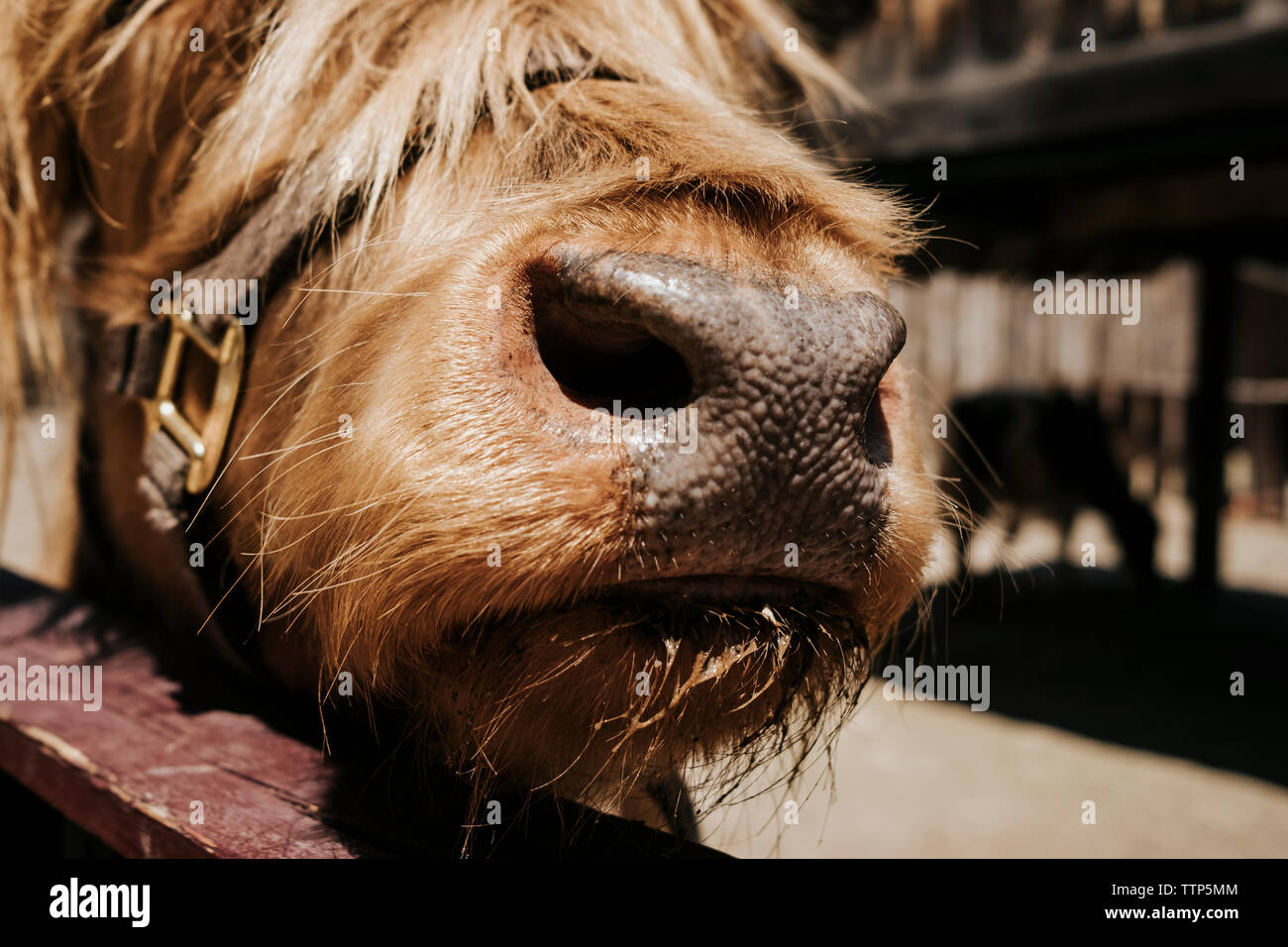 Image recadrée de la bouche du cheval in barn Banque D'Images