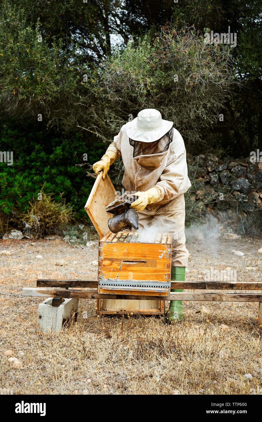 La pulvérisation de l'apiculteur en fumée dans la zone de ruche en bois Banque D'Images