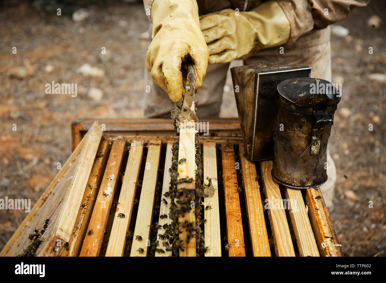 Cadre de levage à partir de la ruche Apiculteur Banque D'Images
