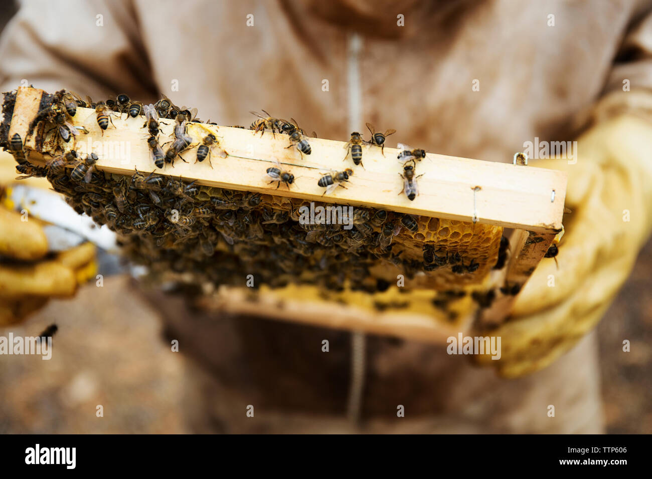 Close-up d'apiculteur ruche en bois holding frame Banque D'Images