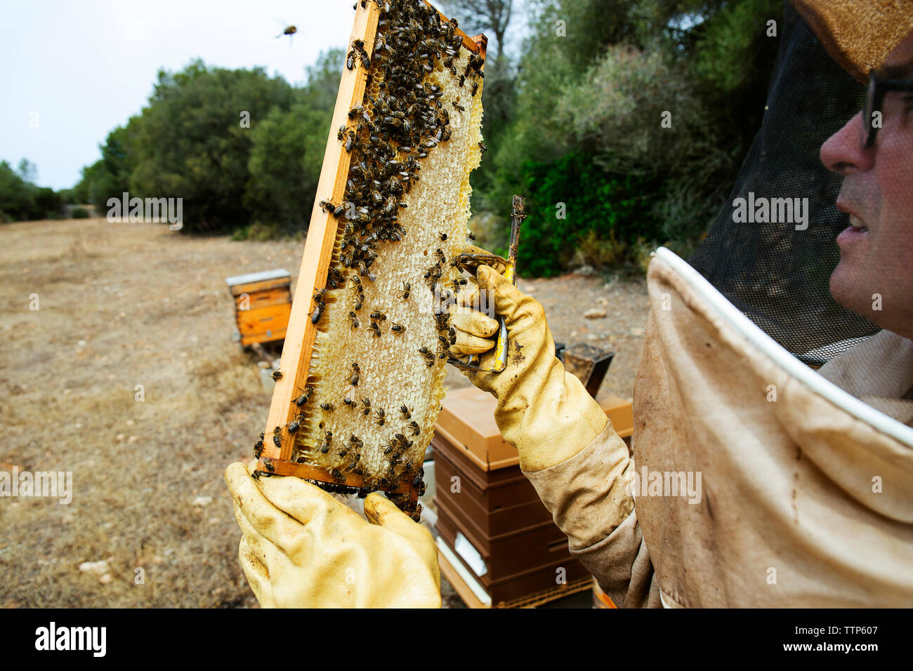 Examen du cadre de l'apiculteur ruche au champ aux beaux jours Banque D'Images