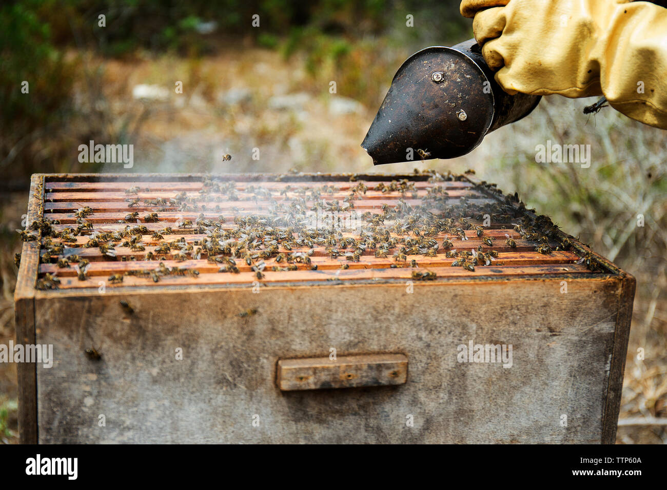 Dégagement de fumée dans l'apiculteur ruche en bois Banque D'Images