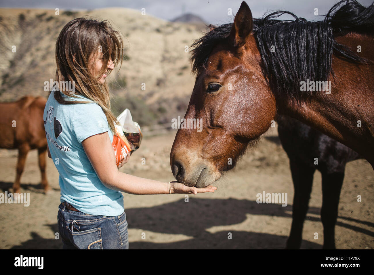 Vue latérale du jeune femme à cheval alimentation barn Banque D'Images