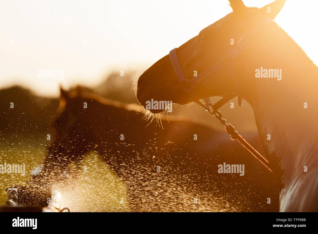 Comité permanent des chevaux par les éclaboussures d'eau sur la journée ensoleillée Banque D'Images