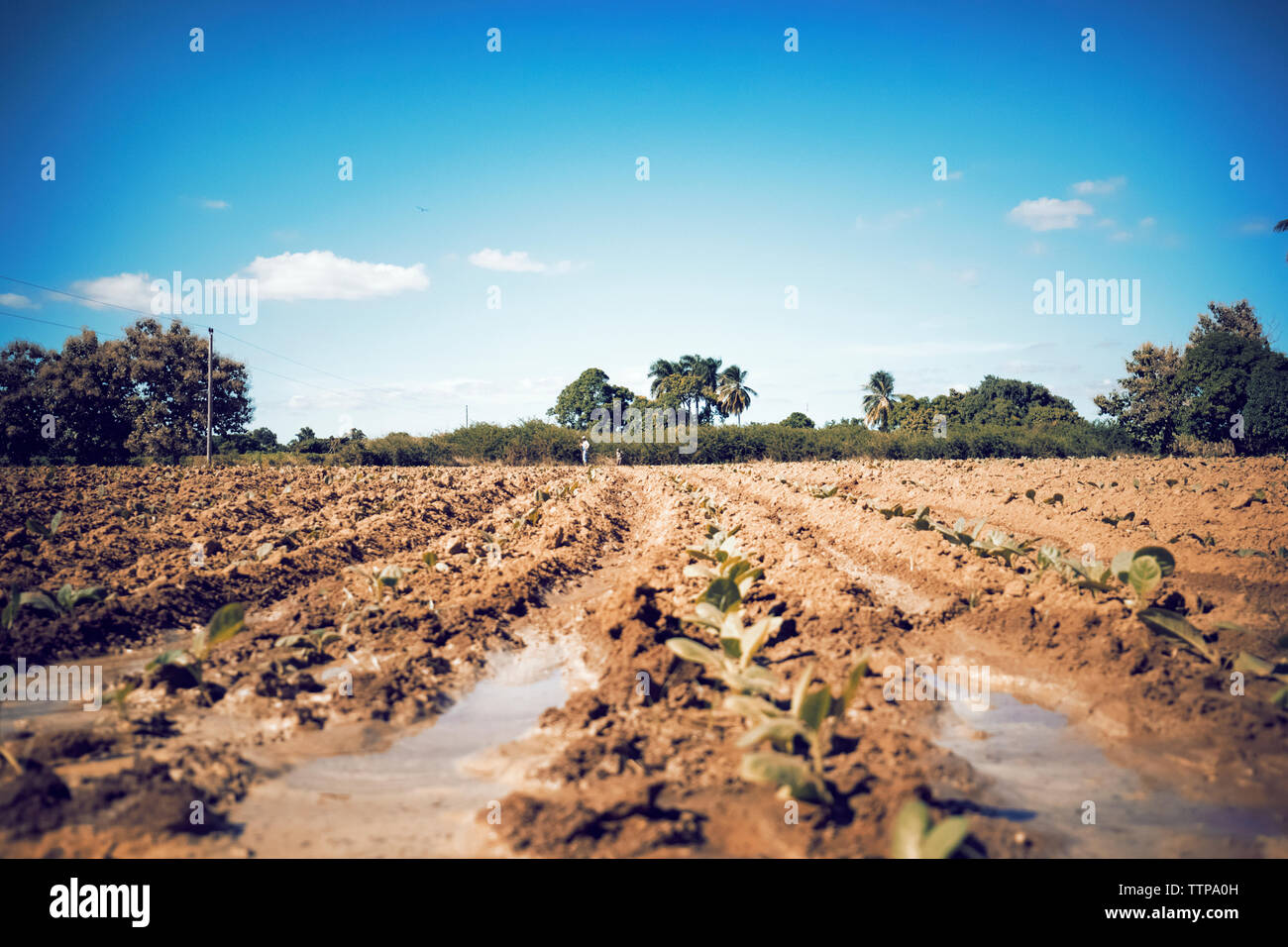 Vue éloignée sur farmer standing sur terrain Banque D'Images Vue éloignée sur farmer standing sur terrain Banque D'Images