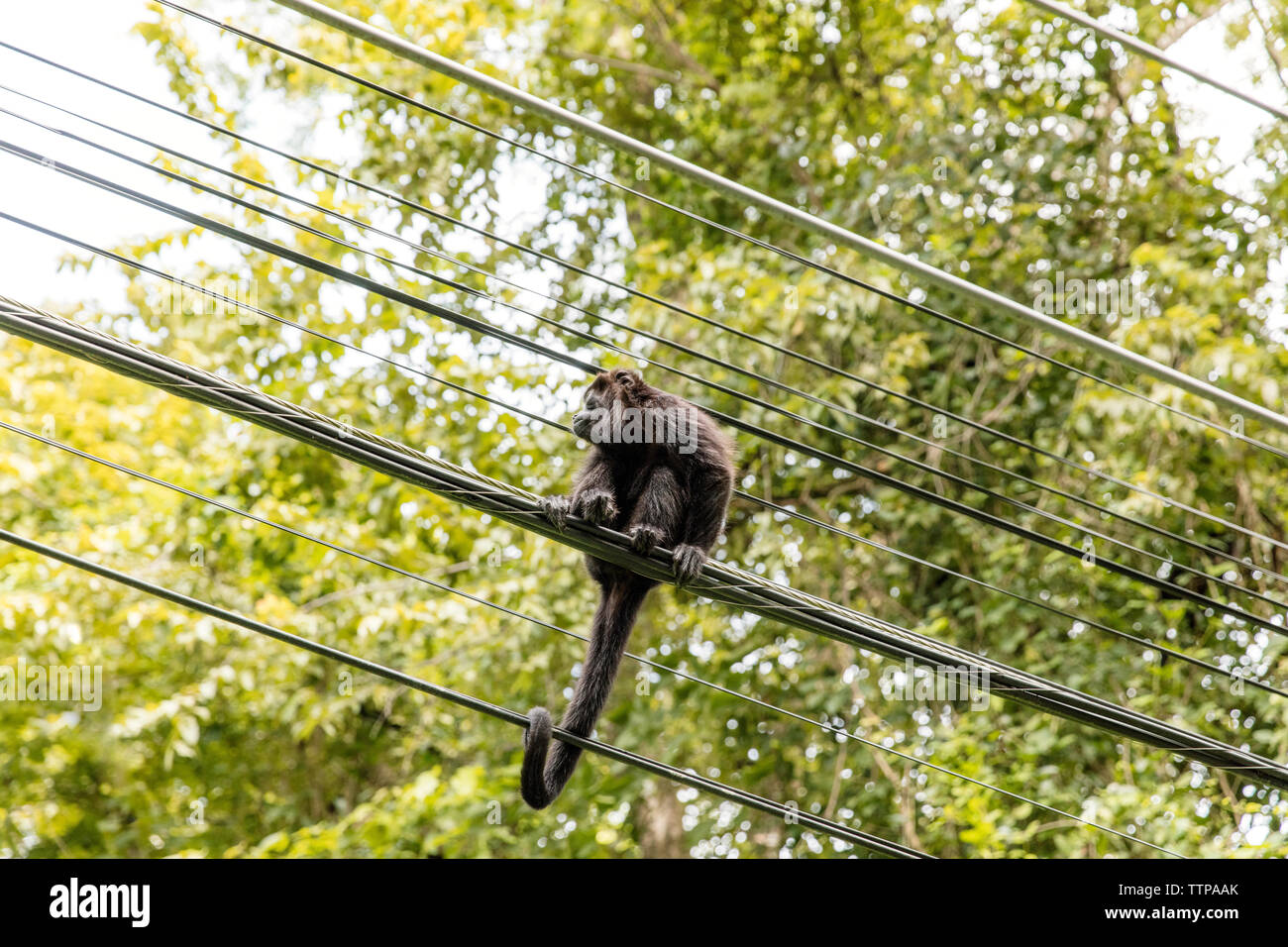Low angle view of monkey sitting sur lignes électriques contre l'arbre Banque D'Images