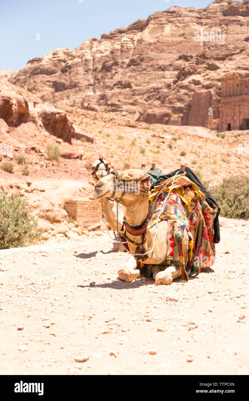 Assis sur les chameaux dans le désert de sable Banque D'Images