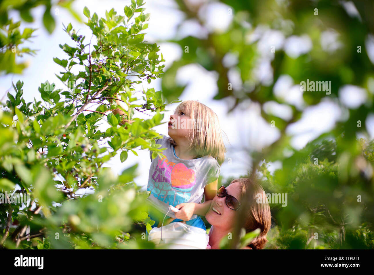 Fille mère portant les bleuets cueillette à la ferme d'arbres Banque D'Images