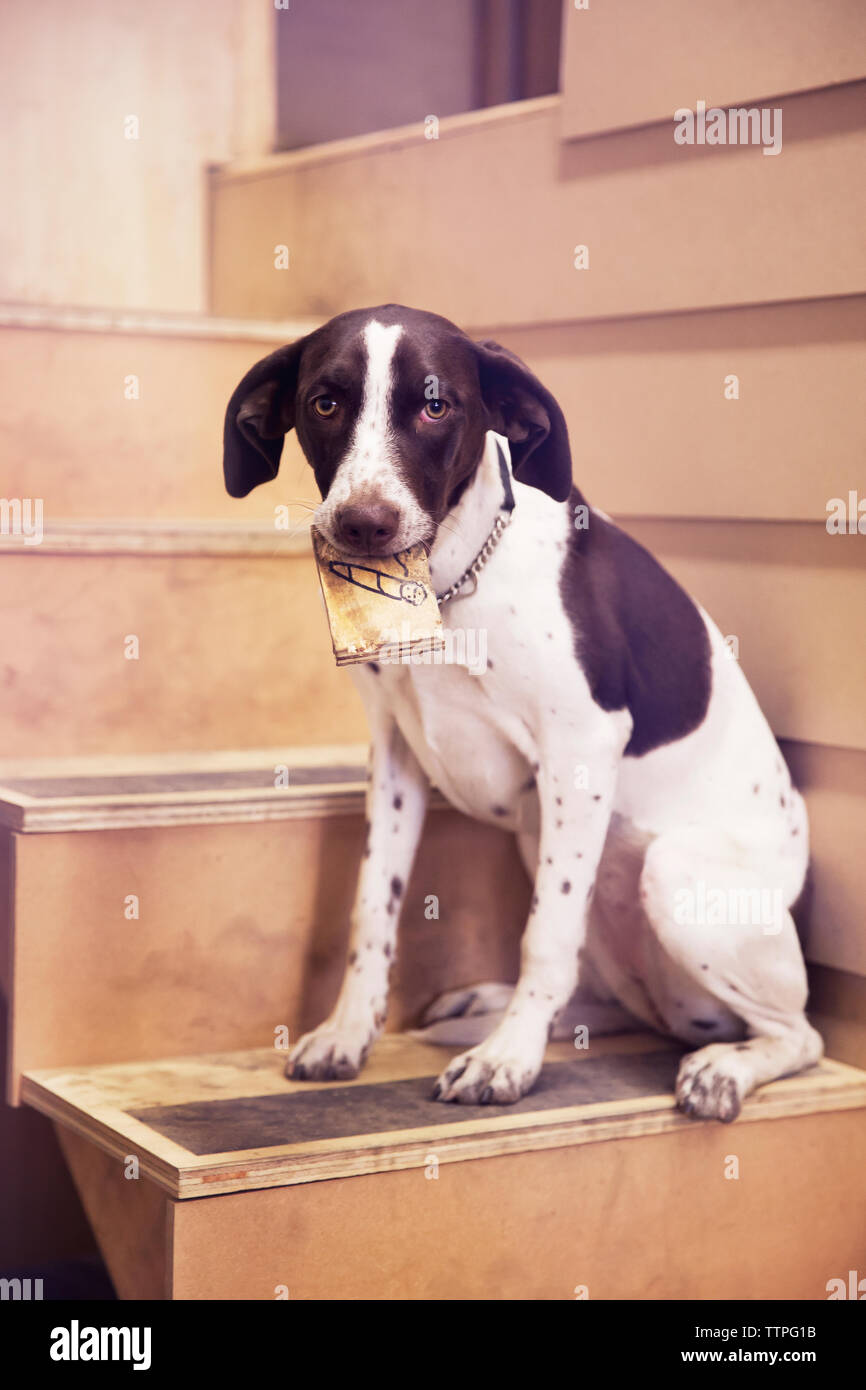 En bouche papier holding dog sitting on steps Banque D'Images