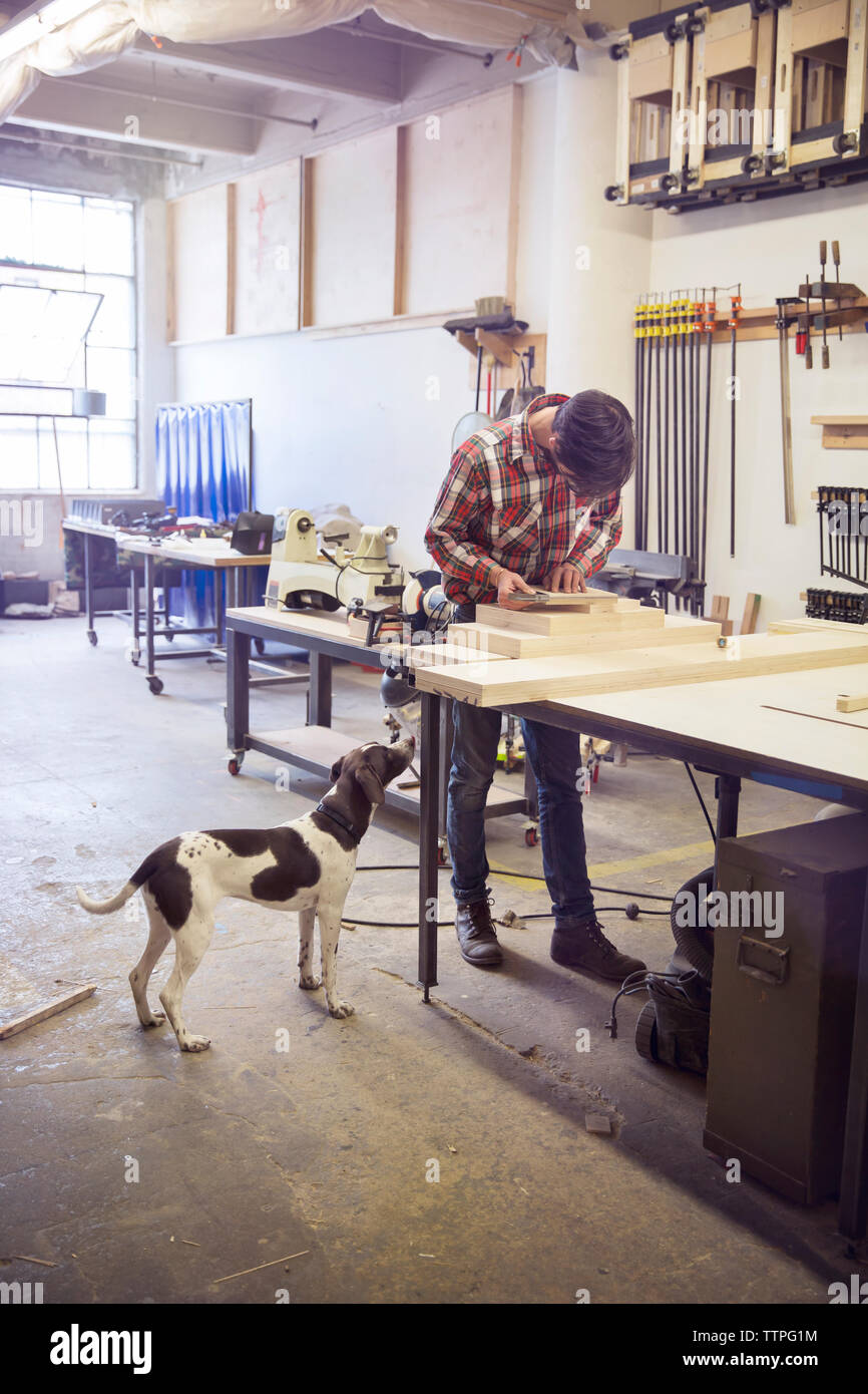 Chien à la recherche de travail à l'artisan in wood shop Banque D'Images