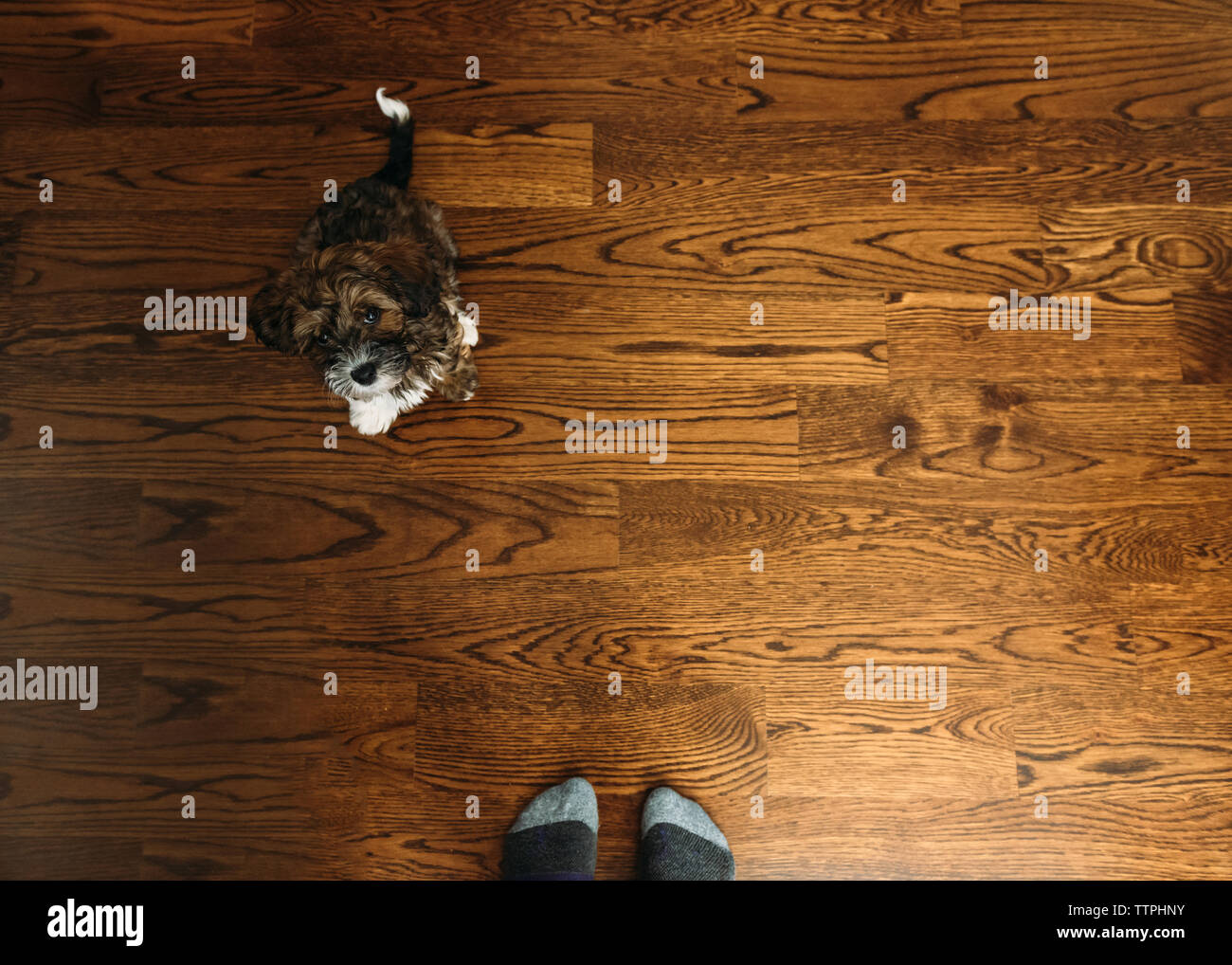 La section basse sur l'homme avec Shih Tzu debout sur plancher de bois franc à la maison Banque D'Images