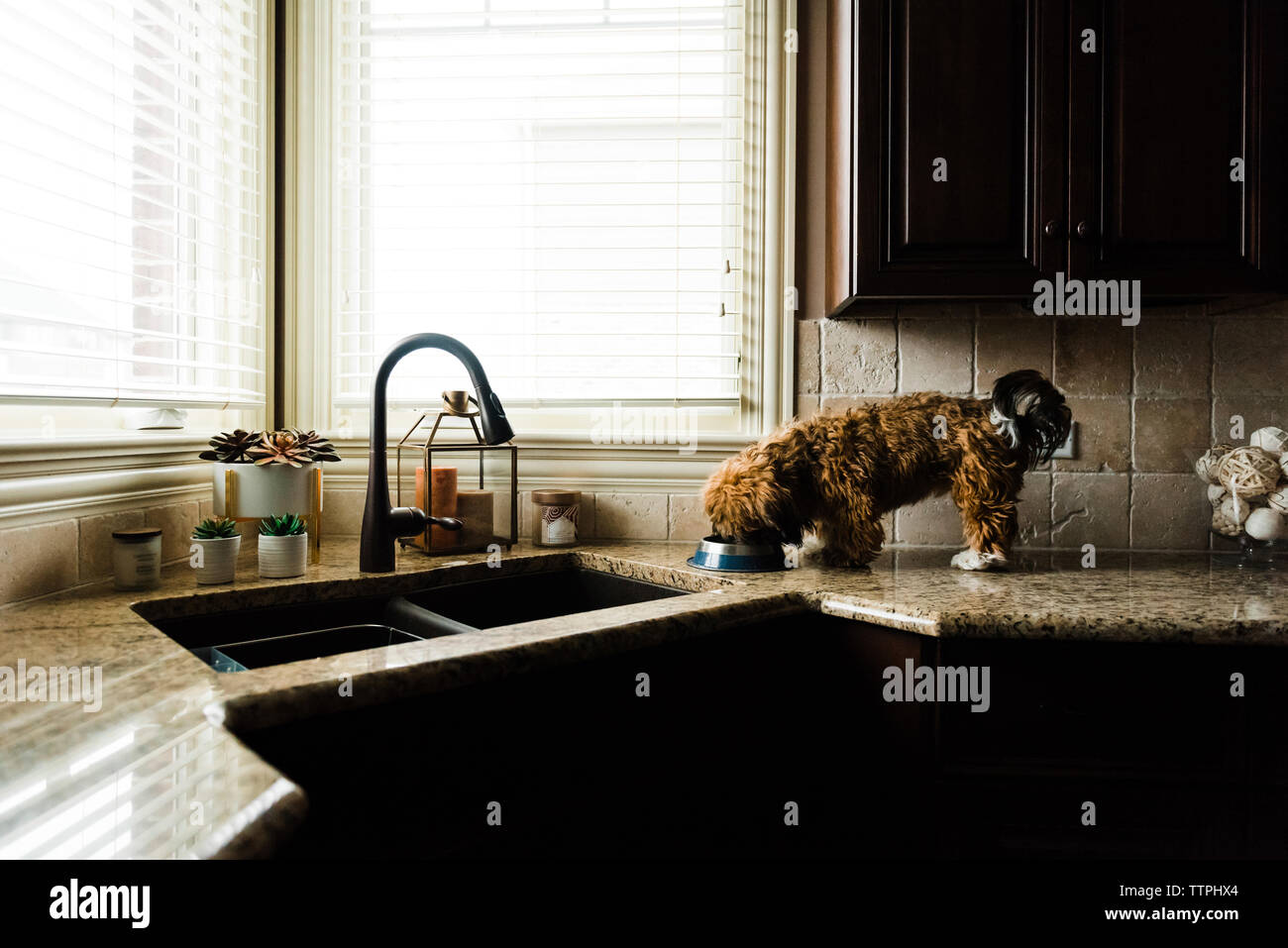 Manger du chien en se tenant sur le comptoir de la cuisine à la maison Banque D'Images