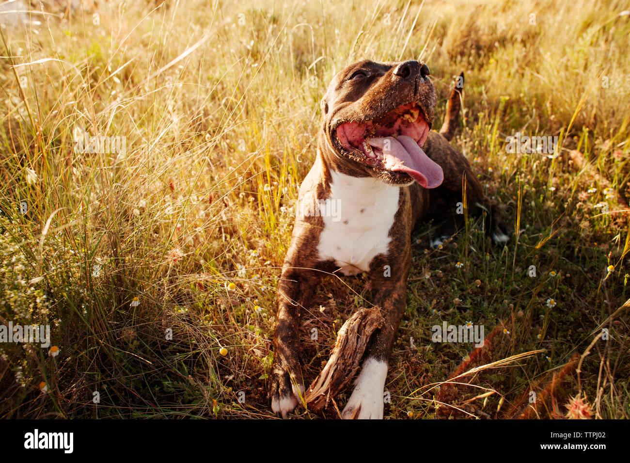 Portrait de pit-bull terrier on grassy field Banque D'Images