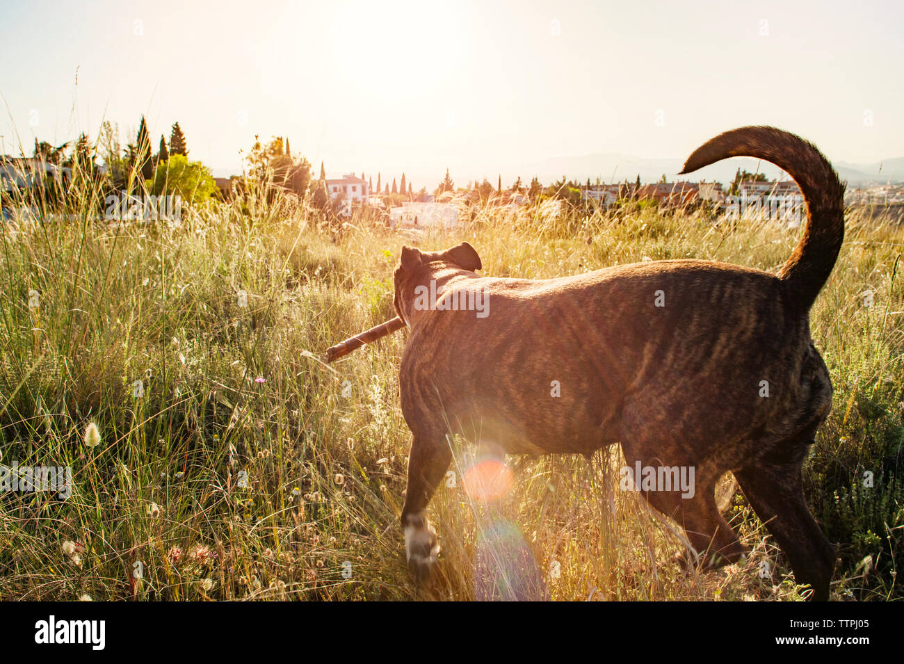 Vue latérale du pit-bull terrier walking on grassy field Banque D'Images
