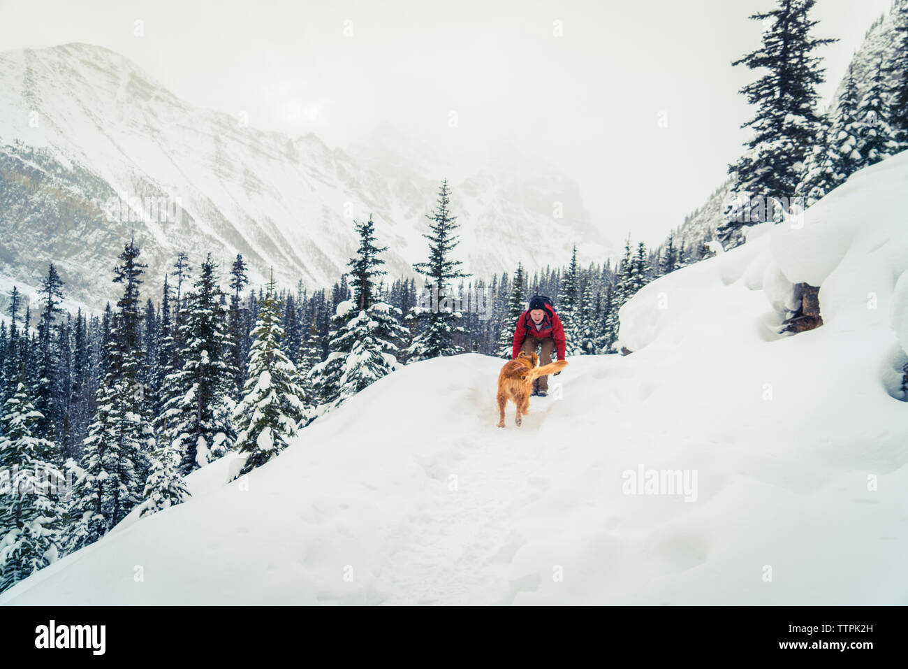 Randonneur avec Golden Retriever jouant sur le champ couvert de neige à forest Banque D'Images