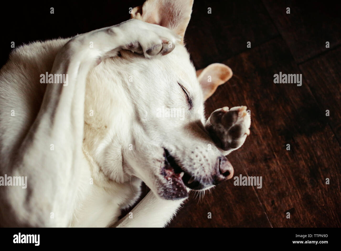 High angle portrait de chien dormir sur plancher de bois franc Banque D'Images