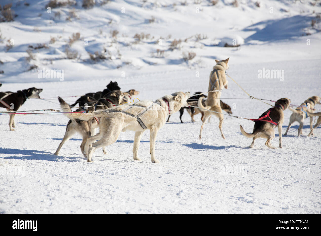 Traîneau à chiens sur le terrain couvert de neige Banque D'Images