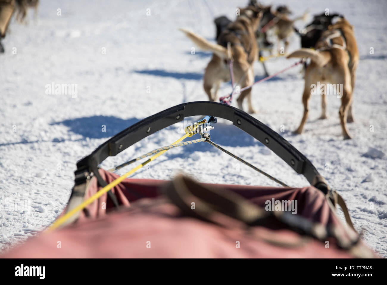 Traîneau de chiens tirant sur le terrain couvert de neige Banque D'Images