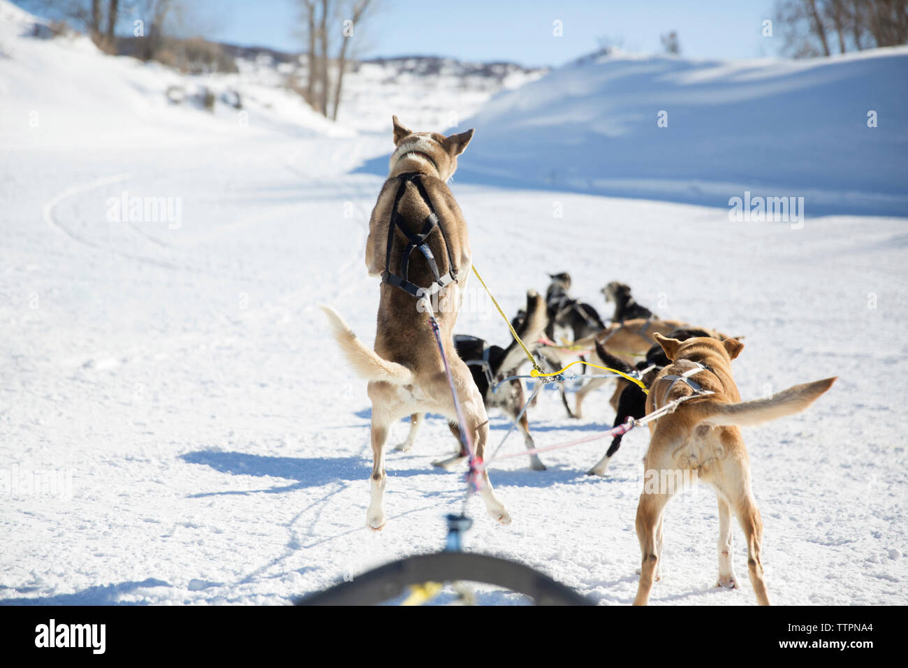 Vue arrière du traîneau à chiens sur le terrain couvert de neige Banque D'Images