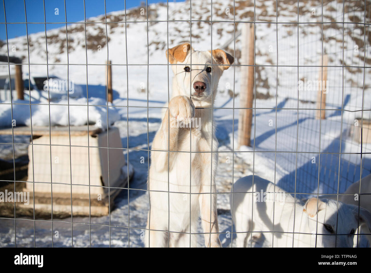 Portrait de chien en cage pendant l'hiver Banque D'Images