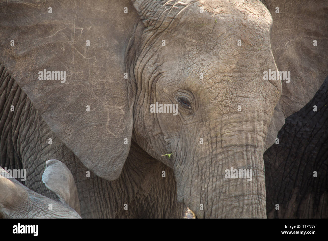 Close-up des éléphants au Parc National de Serengeti Banque D'Images