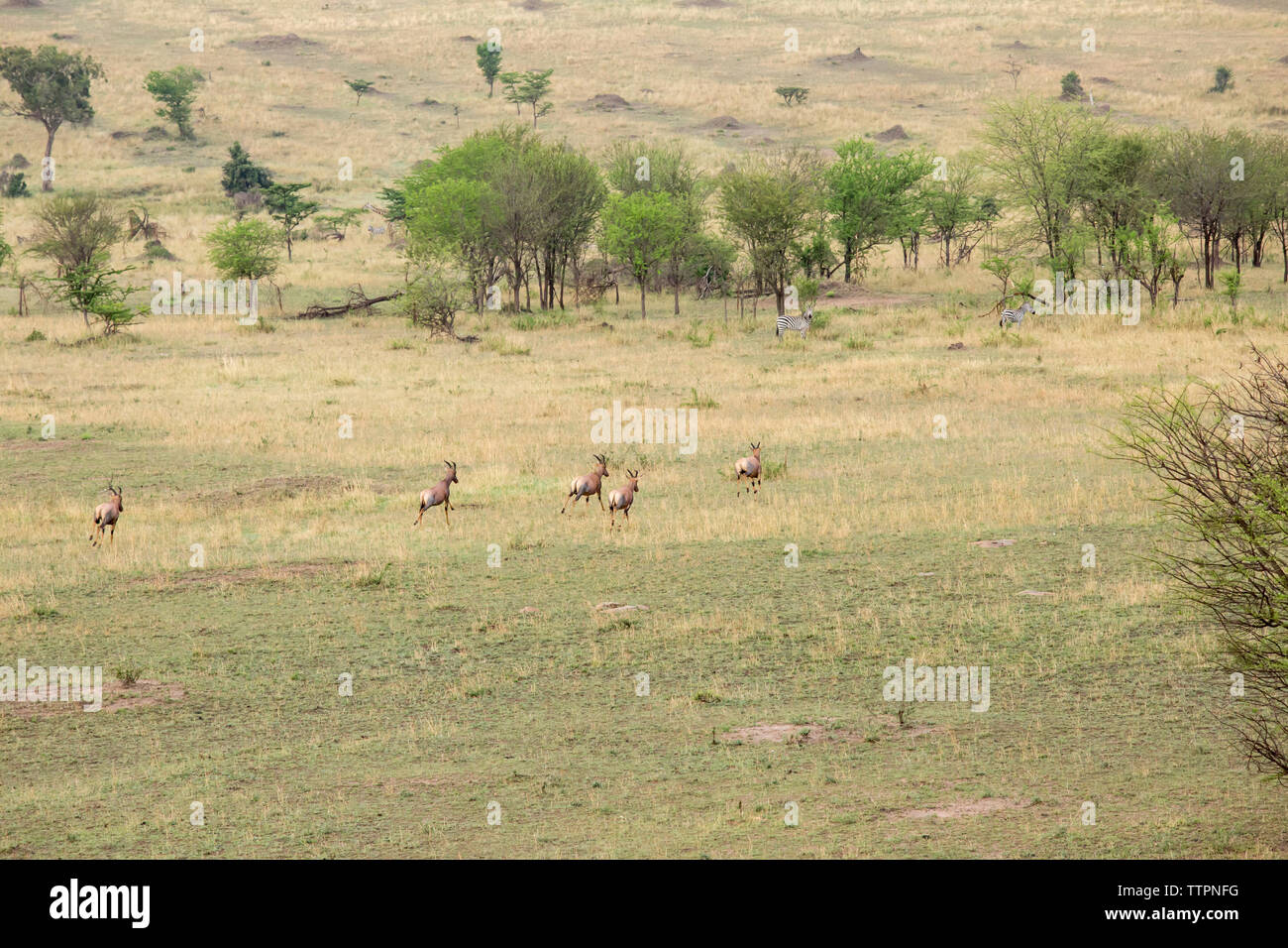 Deer d'exécution sur le champ à Serengeti National Park Banque D'Images Deer d'exécution sur le champ à Serengeti National Park Banque D'Images