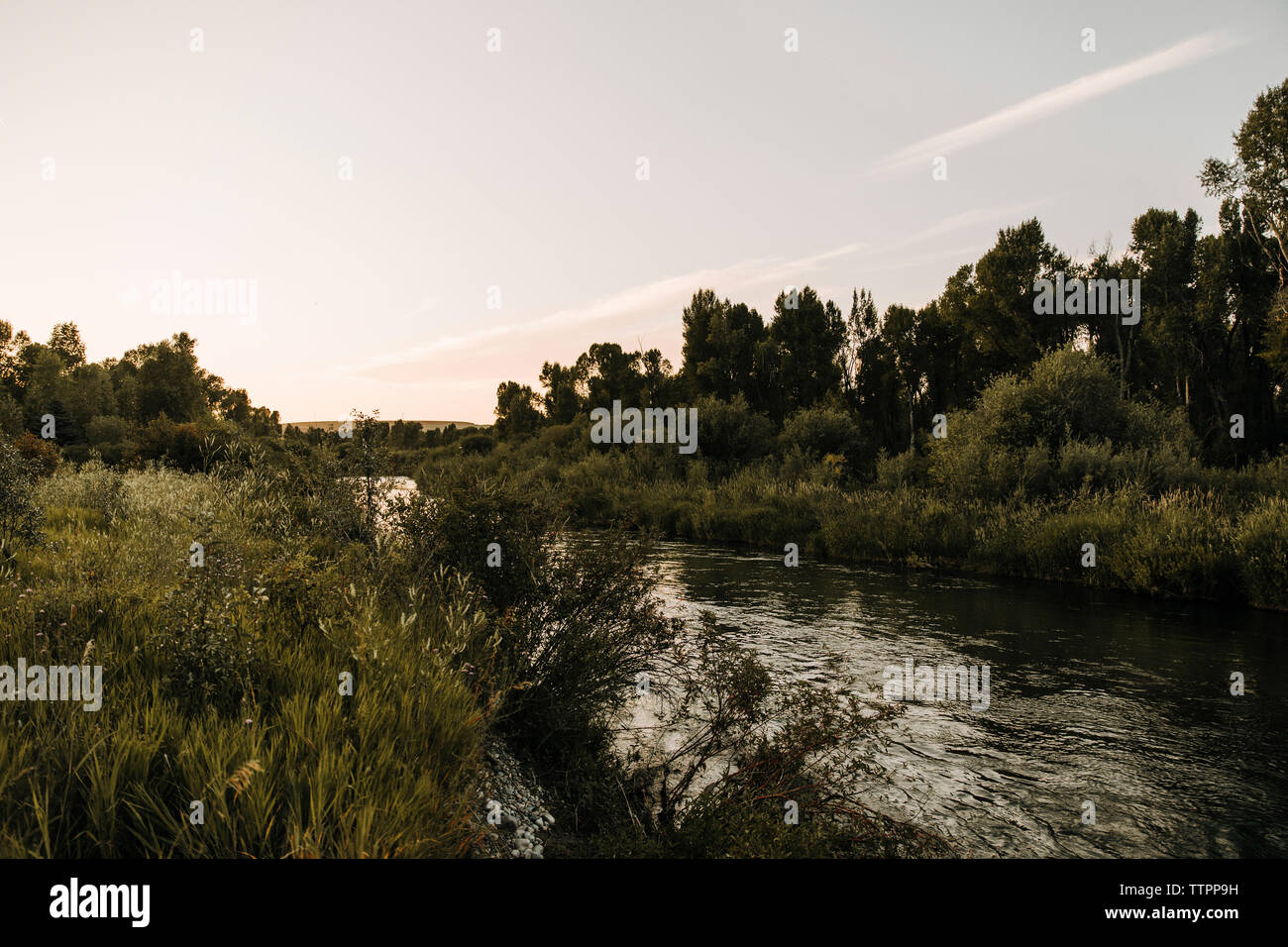 Vue panoramique de la rivière qui coule au milieu de plantes contre ciel en forêt durant le coucher du soleil Banque D'Images