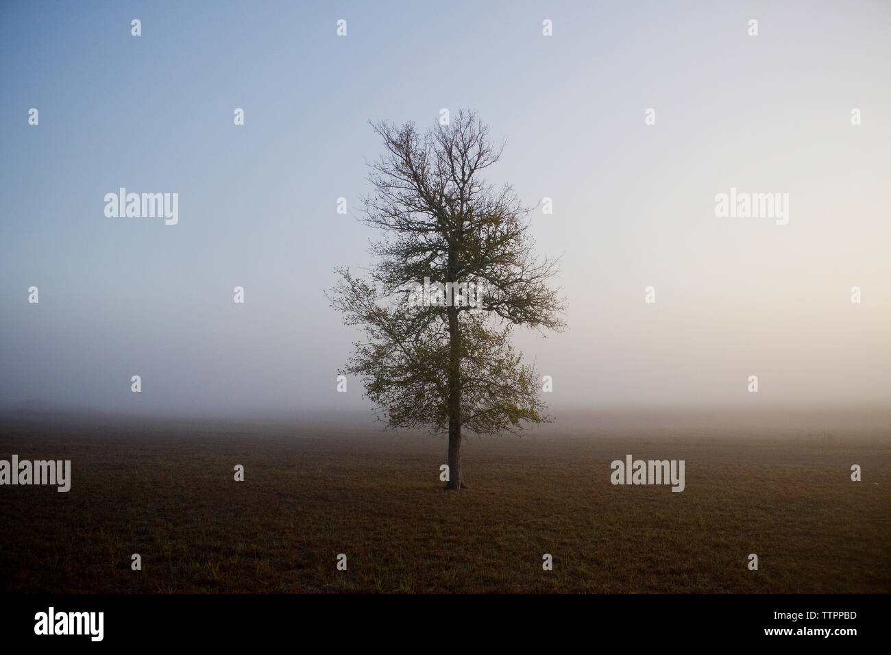 La plantation d'arbres sur terrain en temps de brouillard Banque D'Images