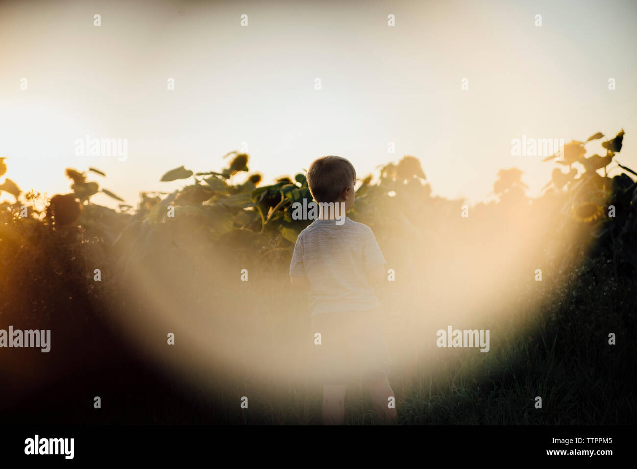 Vue arrière du garçon se tenant au champ de tournesol contre ciel clair pendant le coucher du soleil Banque D'Images