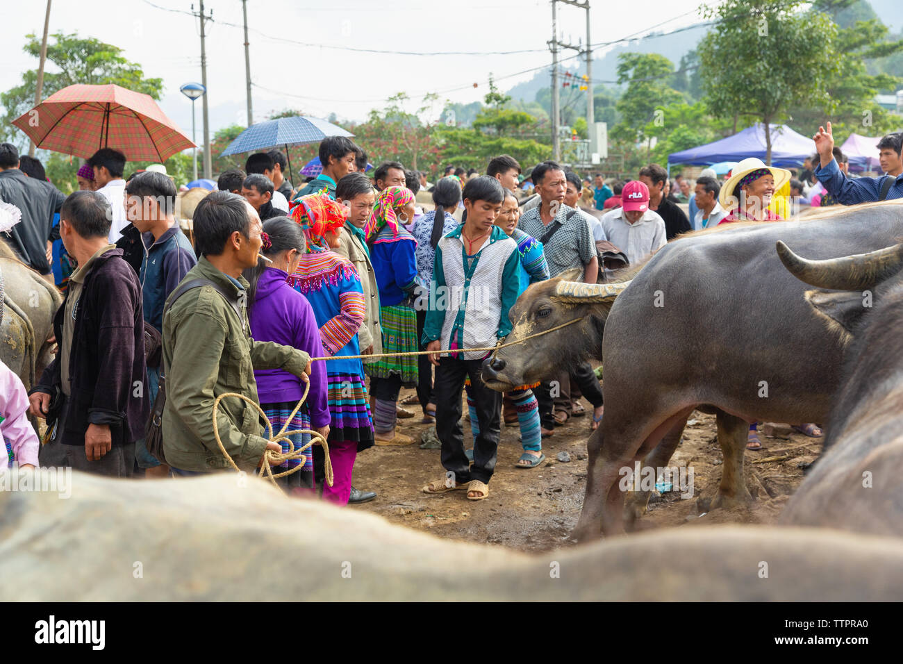 Marché d'échange de bétail, Bac Ha, province de Lao Cai, Vietnam, Asie, Banque D'Images