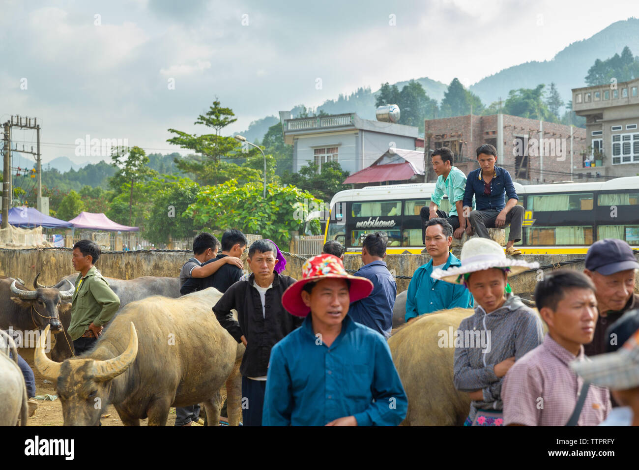 Marché d'échange de bétail, Bac Ha, province de Lao Cai, Vietnam, Asie, Banque D'Images