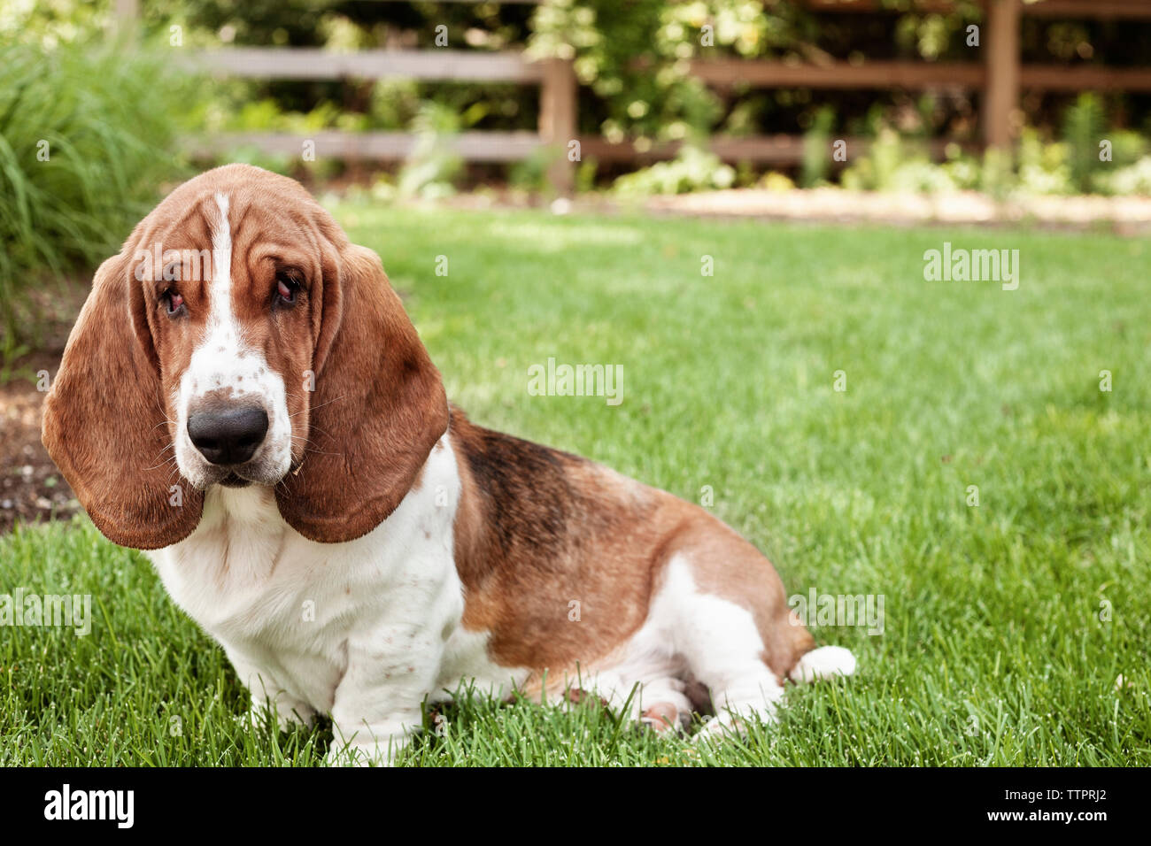 Portrait de basset-hound sitting on grassy field Banque D'Images