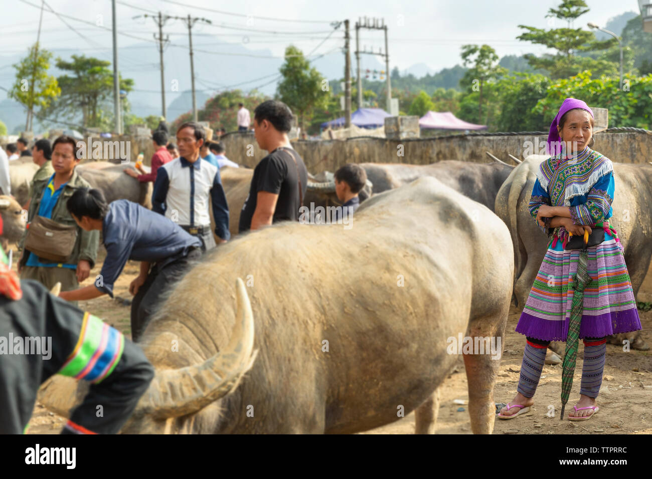 Marché d'échange de bétail, Bac Ha, province de Lao Cai, Vietnam, Asie, Banque D'Images