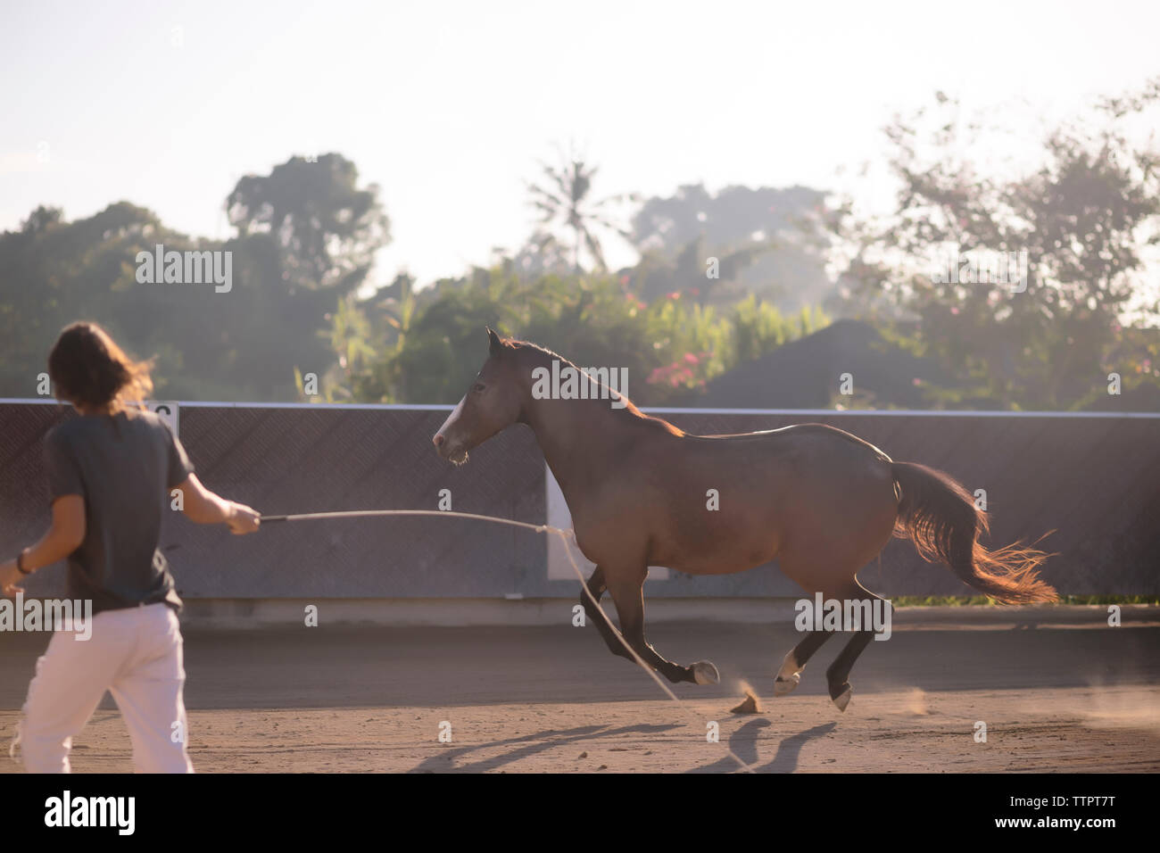Vue arrière de la femme cheval formation au ranch Banque D'Images