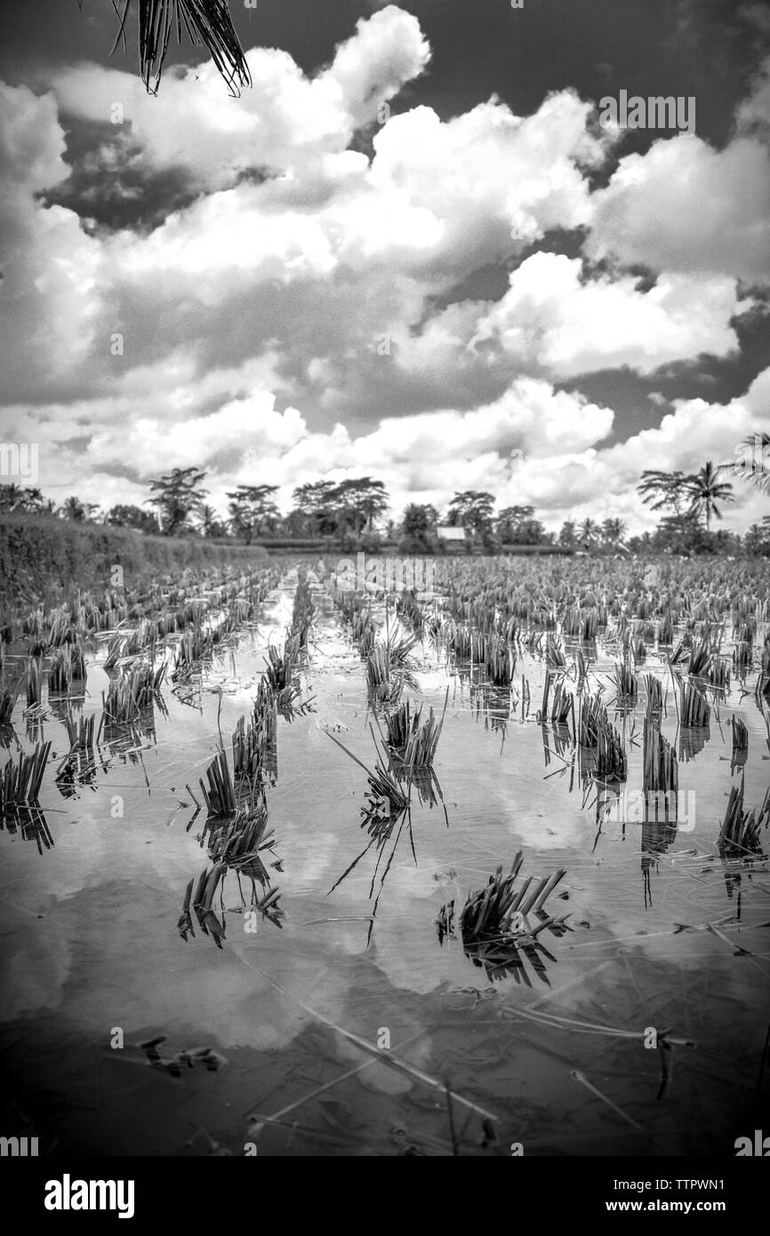 Paddy de l'est au paradis, à Bali. Banque D'Images