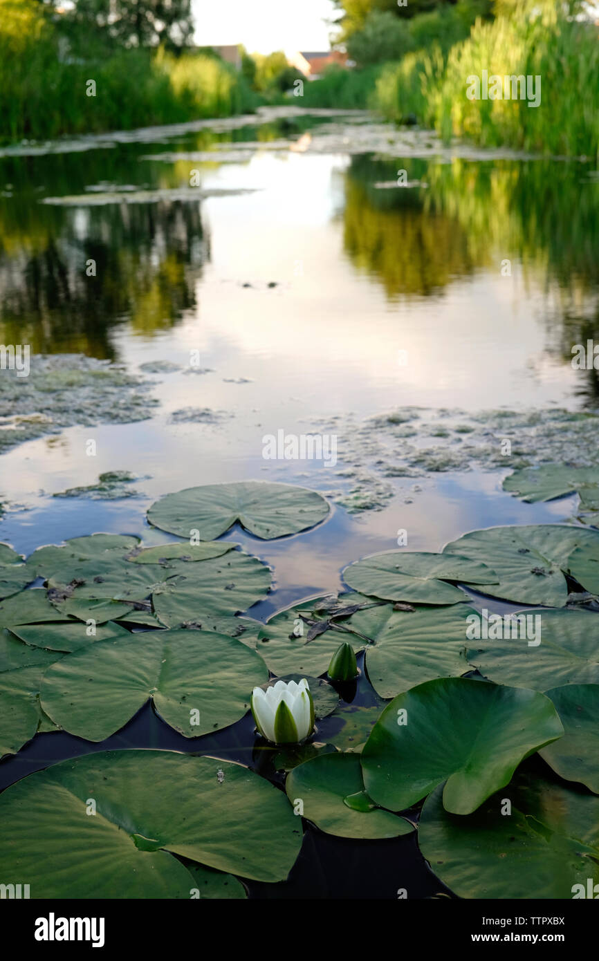 High angle view of lotus nénuphar dans le lac Banque D'Images