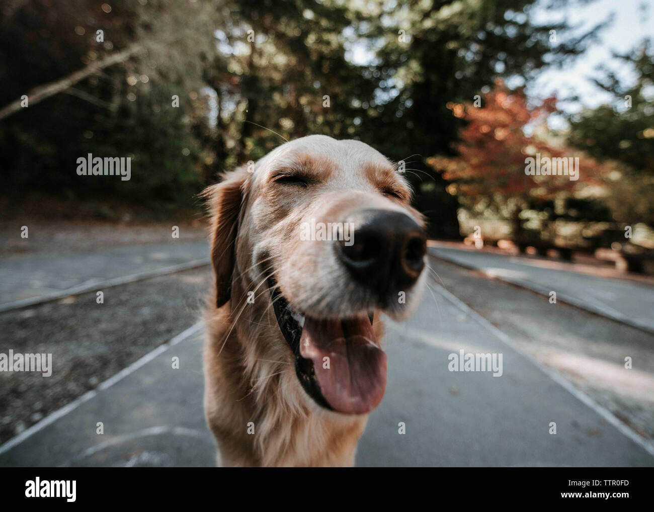Close-up of Golden Retriever debout avec les yeux fermés sur sentier au parc Banque D'Images